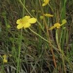 Ranunculus flammula Kvet