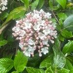 Viburnum × burkwoodii ফুল