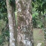 Pouteria caimito Bark