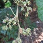 Rubus setchuenensis