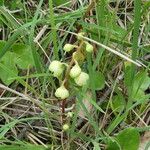 Pyrola chlorantha Corteccia