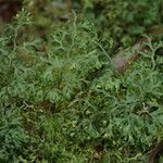 Hymenophyllum kuhnii Habit