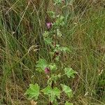 Malva arborea Habit