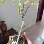 Tamarindus indica خشب
