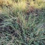 Calamagrostis pseudophragmites Sonstige