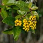 Berberis valdiviana Fruit