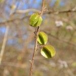 Combretum aculeatum Fruto