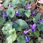 Viola hirta Habitat