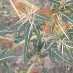 Xanthium spinosum Blad