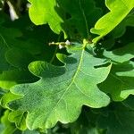Quercus × rosacea Hoja