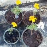 Tagetes tenuifolia Çiçek