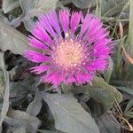 Centaurea pullata 花