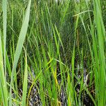 Typha angustifolia Leaf