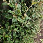 Cotoneaster franchetii Celota