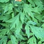 Papaver cambricum Leaf