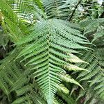 Dicksonia fibrosa Leaf