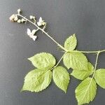 Rubus nessensis Flower