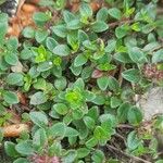 Thymus praecox Leaf