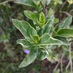 Pseuderanthemum carruthersii Leaf