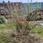 Salix hastata Alkat (teljes növény)