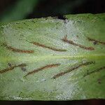 Loxogramme abyssinica Leaf