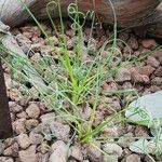 Albuca spiralis Hábitos