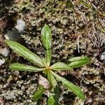 Tolpis staticifolia Blatt