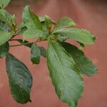 Terminalia ivorensis Yaprak