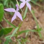 Farsetia undulicarpa Flower