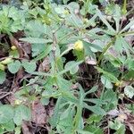 Ranunculus auricomus Leaf