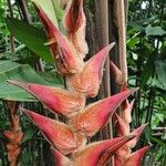 Heliconia vellerigera Flor