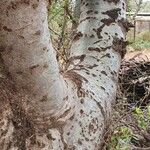 Commiphora madagascariensis Кора