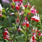 Salvia × jamensis Çiçek
