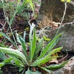 Hieracium glaucomorphum Hábito