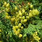 Thuja occidentalis Other