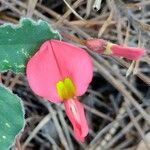Kennedia prostrata Цветок