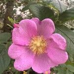 Rosa woodsii Kwiat