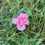 Papaver somniferumFlower