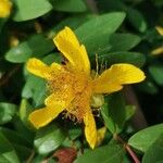 Hypericum calycinum Flower