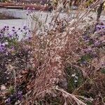 Schizachyrium scoparium Агульны выгляд