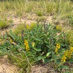 Crotalaria mitchellii Облик