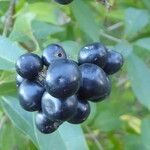 Ligustrum vulgare Fruchs