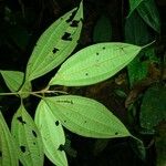 Clidemia ombrophila Hoja
