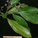 Miconia prasina Прочее