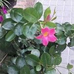 Mandevilla laxa (Ruiz & Pav.) Woodson jazmín de ChileÕis