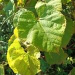 Vitis aestivalisLapas