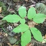 Aralia nudicaulis Folio