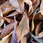 Acer carpinifolium Leaf