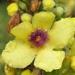 Verbascum nigrum Blüte