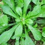 Gamochaeta pensylvanica Leaf